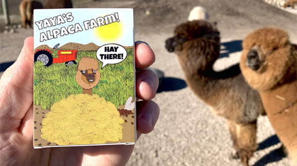Alpaca Farm Playing Cards - Image 6